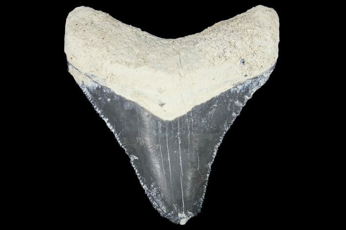 Fossil Megalodon Tooth - Florida #103364